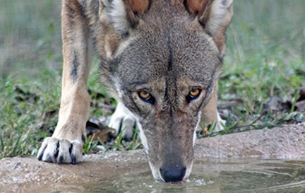 The Texas Zoo