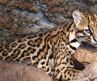 The Texas Zoo