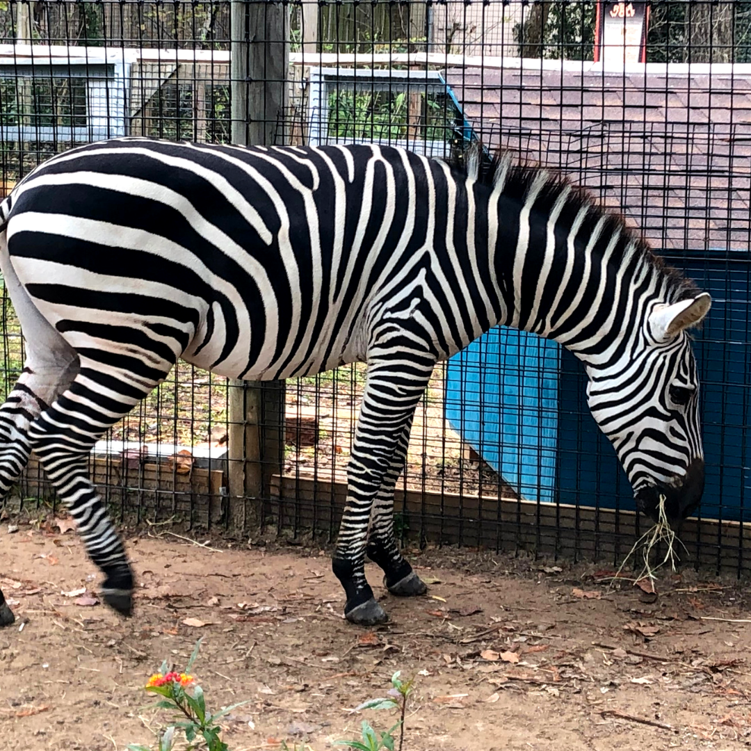 Symbolic Adoption | The Texas Zoo Symbolic Adoption | The Texas Zoo
