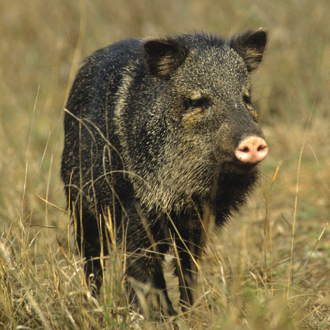 Javelina in grass