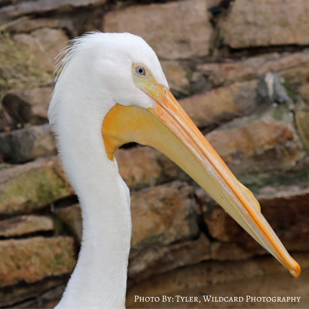 White Pelican profile