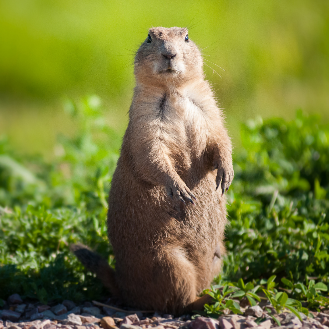 Standing Prairie Dog